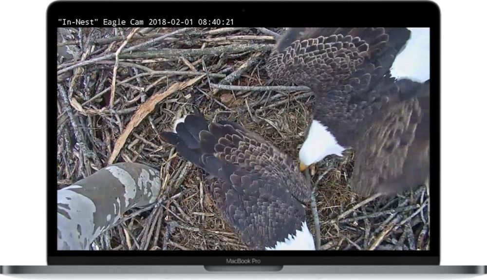Live Animal Cam &ndash; Eagles