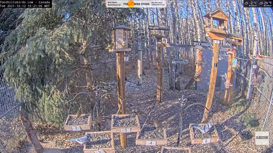 Watch live birdfeeding thanks to Axis camera and CamStreamer App